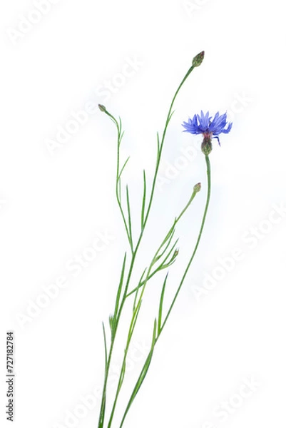 Fototapeta Wild flower cornflower isolated on white background. Centaurea cyanus.