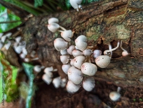 Fototapeta Wood fungus