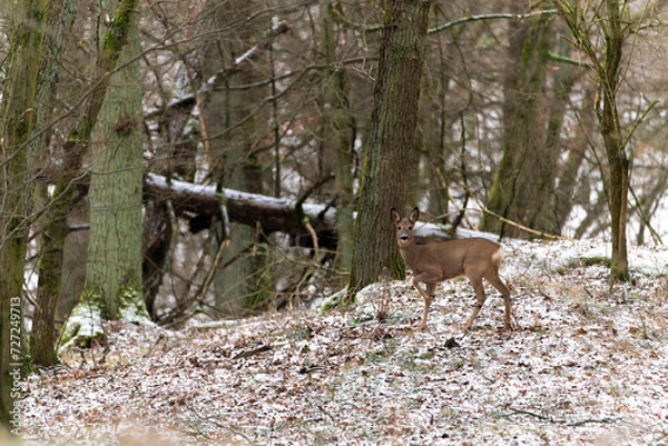 Obraz Roe deer in the forest in winter. Deer in the snow