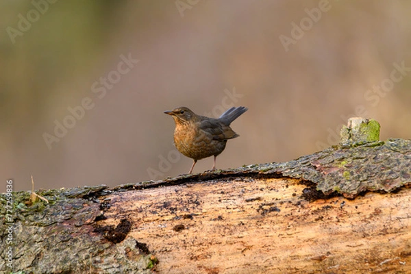Obraz BLACKBIRD blackbird (Turdus merula merula) on the branch in the forest