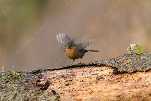 Obraz BLACKBIRD blackbird (Turdus merula merula) on the branch in the forest