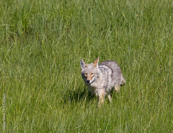 Obraz Coyote Hunting in Green Grass