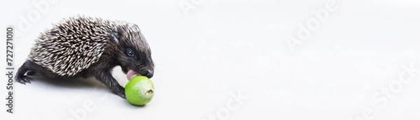 Obraz Cute baby hedgehog smelling green apple on white background. Space for text.