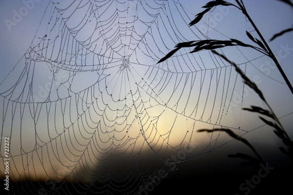 Obraz cobweb