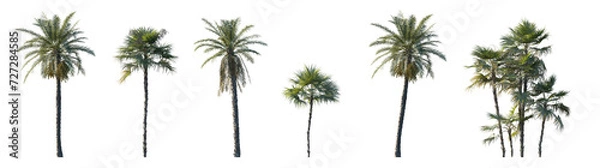 Fototapeta Phoenix dactylifera date and Acoelorrhaphe wrightii paurotis (Everglades, Madeira) palm isolated png on a transparent background premium cutout
