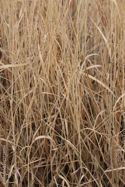 Fototapeta Big Galleta, Hilaria Rigida, a native andromonoecious perennial herb, withers in dormancy during cooler months until favorable conditions return, late Autumn in the Little San Bernardino Mountains, So