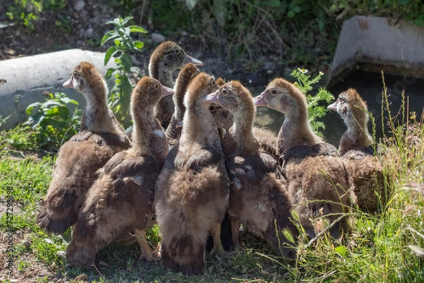 Obraz young goslings gathered in a group