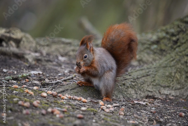 Obraz RED SQUIRREL
(Sciurus vulgaris)