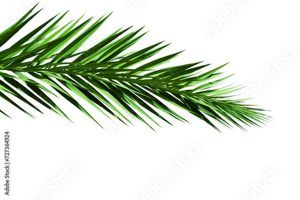 Fototapeta Tropical palm branch isolated on white. palm leaf decoration element for design. green leaf of palm tree isolated on white transparent background
