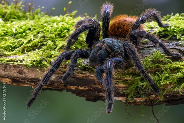 Fototapeta Greenbottle Blue Tarantula