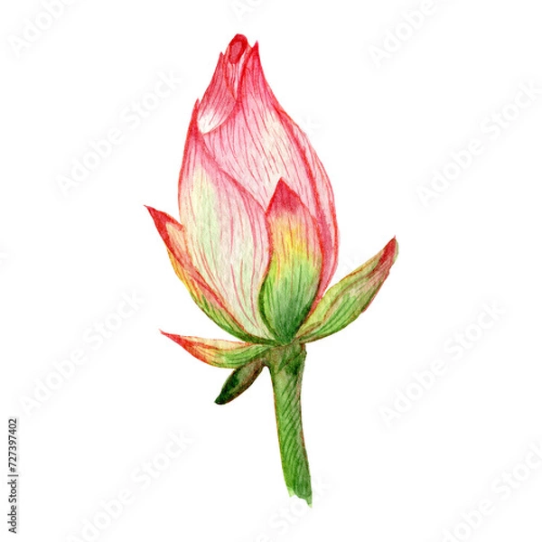 Fototapeta Closed lotus flower bud. Botanical element for design. Lotus as a symbol of peace. Watercolor flower clipart. Asian flowers.