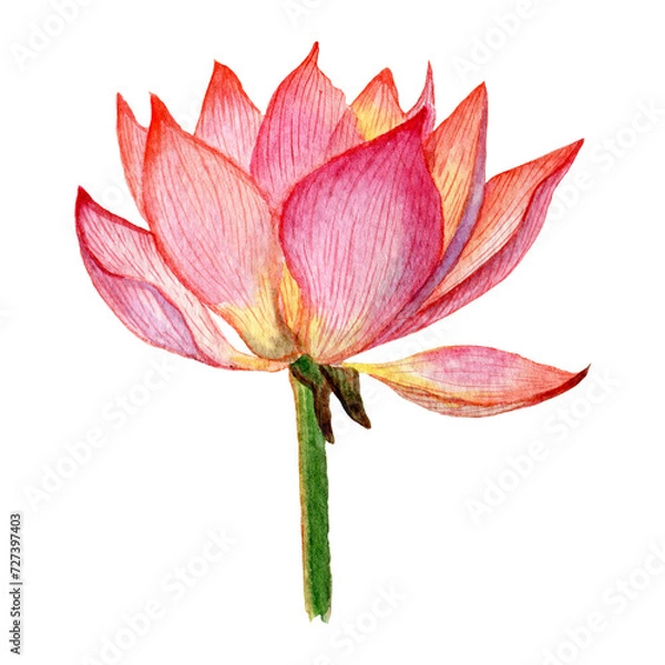 Fototapeta Lotus flower painted in watercolor. Floral design element for invitations, movie posters, fabrics and other items.