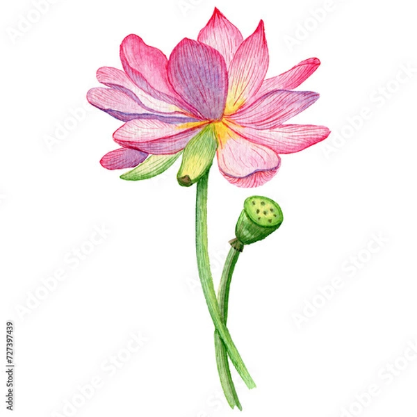 Fototapeta Vivid lotus watercolor: delicate bloom  green bud on white backdrop. Botanical elegance for design projects. Serene  captivating. Ideal for prints.