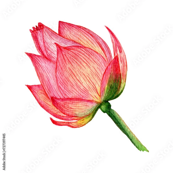 Fototapeta Lotus inflorescence. Watercolor drawing of floral element. Lotus flower, element for cards, textiles, packaging.