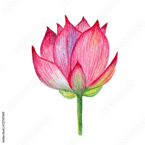 Fototapeta Lush bud of a lotus flower. Botanical element for design. Lotus as a symbol of peace. Watercolor flower clipart. Japanese flowers.