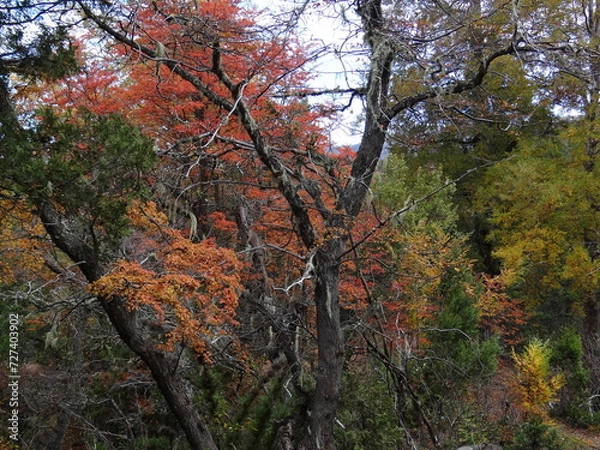 Obraz autumn texture