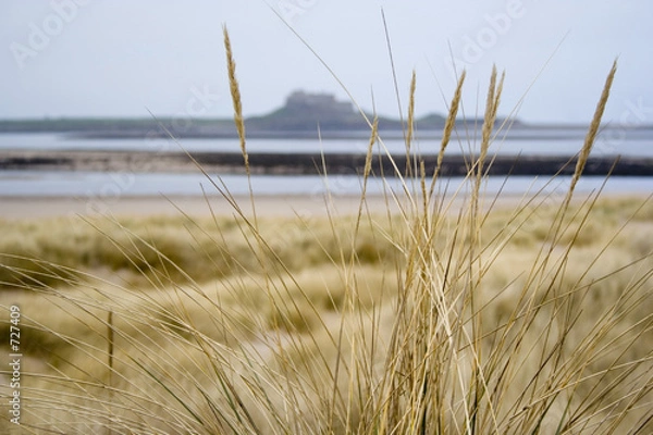 Obraz lindesfarne through reeds.