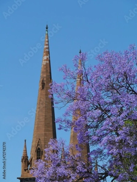 Obraz St Patricks cathedral and a jacaranda tree in Melbourne