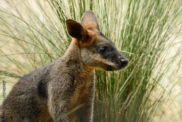 Fototapeta Swamp wallaby (Wallabia) a mammal from the kangaroo subfamily, a kangaroo with gray-rust fur sits among the vegetation and rests in the shade.