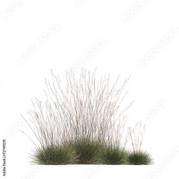 Obraz Triodia scariosa, porcupine grass, spinifex, bushes, shrubs, evergreen, small tree, bush, tree, big tree, light for daylight, easy to use, 3d render, isolated