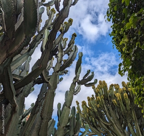 Obraz branches against blue sky