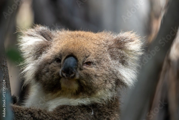 Fototapeta Koala close-up