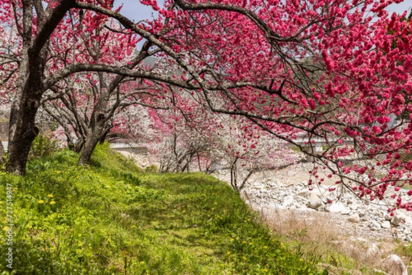 Obraz 長野県阿智村　花桃の里に咲く満開の花桃
