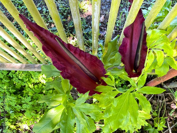 Obraz Dracunculus Vulgaris Pair 01
