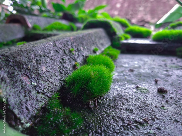 Fototapeta Green moss grows on the tile roof