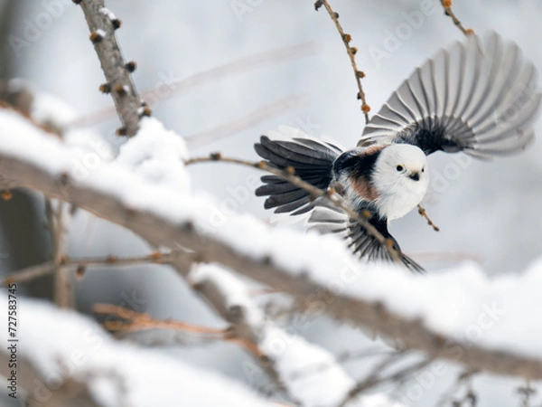 Obraz 冬のシマエナガ