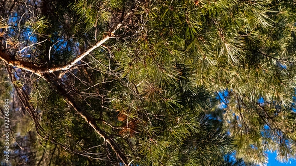 Obraz close up of a tree