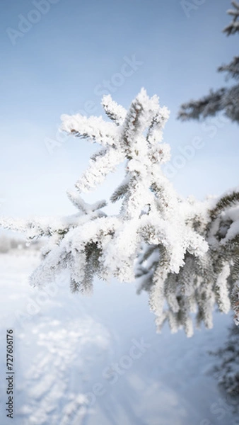 Obraz snow covered trees