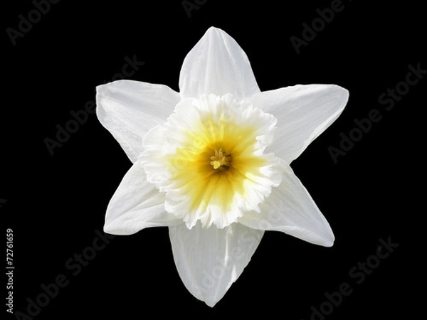 Fototapeta Нарцисс