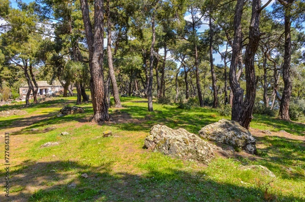 Fototapeta meadow in pine forest on Büyükada island (Adalar, Turkey)