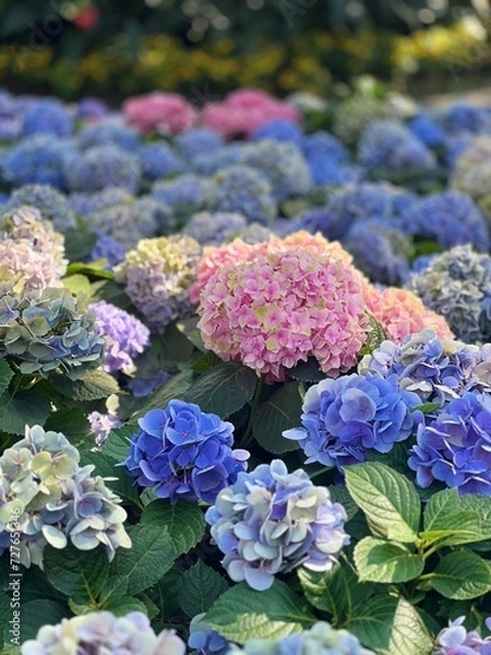 Obraz purple hydrangea flowers