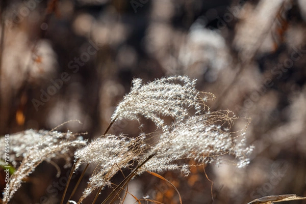 Fototapeta ススキ