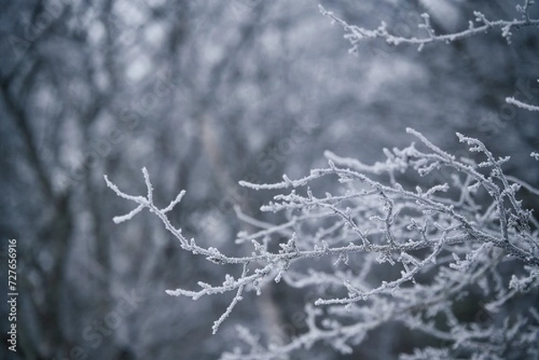 Fototapeta 雪の風景