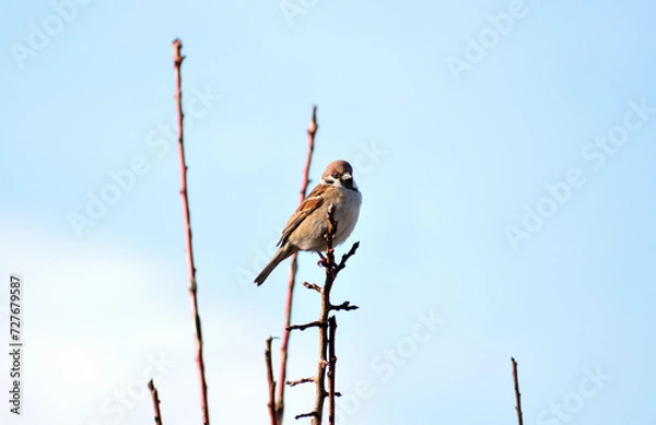 Obraz 枝にとまるスズメ