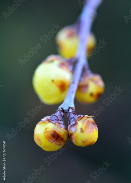 Obraz 春を待つ蠟梅の蕾