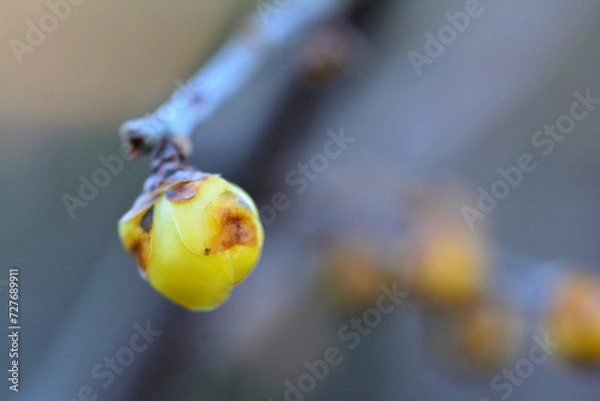 Obraz 春を待つ蠟梅の蕾