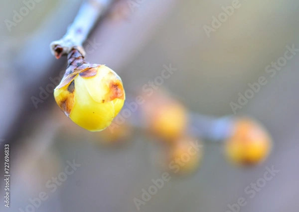 Obraz 春を待つ蠟梅の蕾