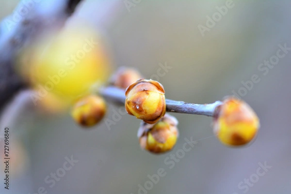 Obraz 春を待つ蠟梅の蕾