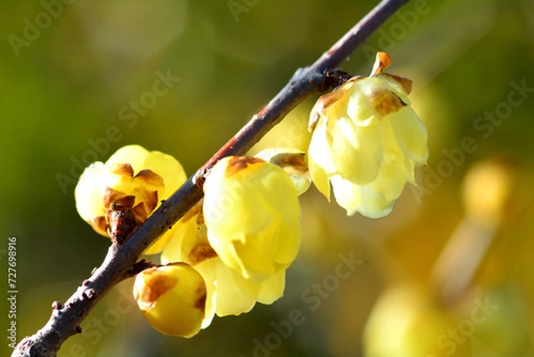 Obraz 春の訪れを告げるロウバイの花