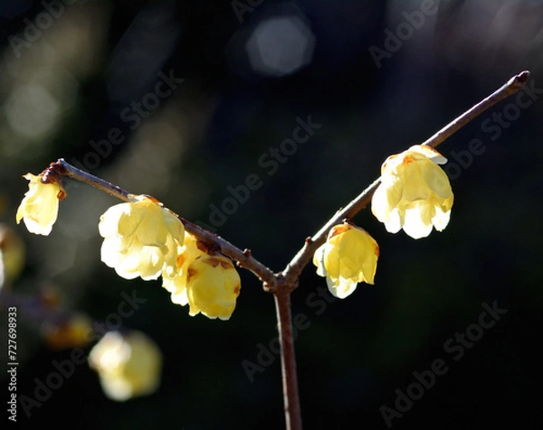 Obraz 春の訪れを告げるロウバイの花