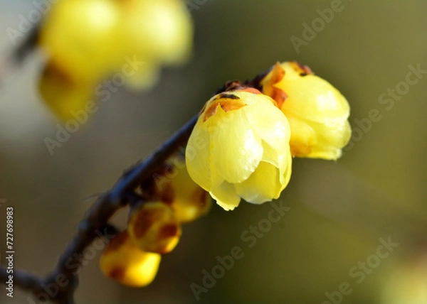 Obraz 春の訪れを告げるロウバイの花