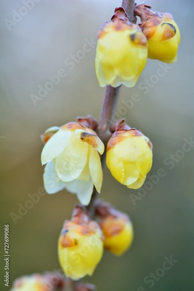 Obraz 春の訪れを告げるロウバイの花