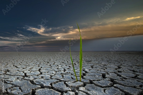 Obraz Nowy świat traw