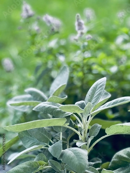 Obraz Salbei im Kräuterbeet