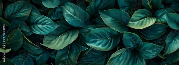 Fototapeta A nature background featuring an abstract green leaf texture. The image showcases dark green tropical leaves in close-up, revealing layered textures and various elements of tropical flora.