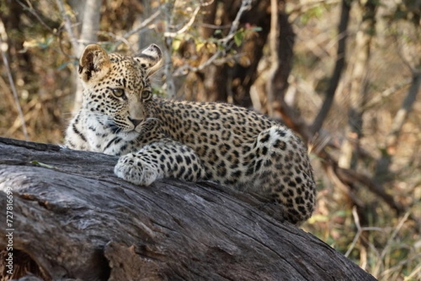 Obraz léopard safari afrique